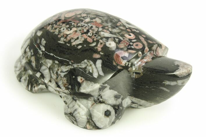 Carved Crinoid Stems in Marble Turtle #308319
